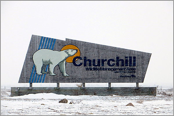 Отдых в Канаде: Черчилл — мировая столица полярных медведей