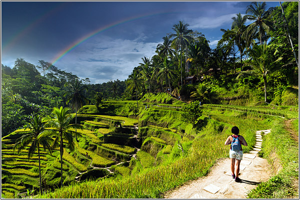 Достопримечательности Бали: Рисовые террасы Тегаллаланга