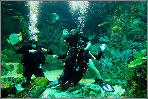 Дайвинг-центр в Sochi Discovery World Aquarium