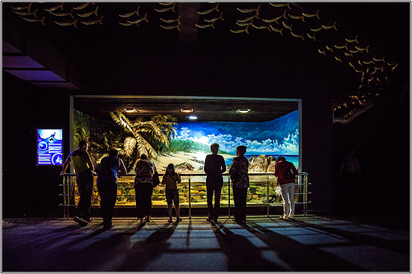 Экскурсии в Sochi Discovery World Aquarium