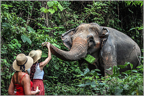 Самые популярные семейные экскурсии на Пхукете: Заповедник слонов
