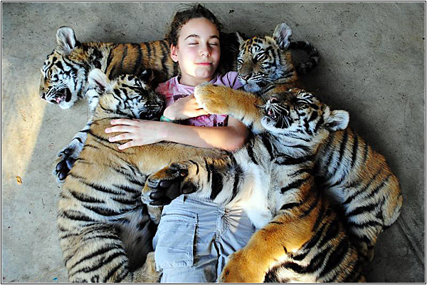 Самые популярные семейные экскурсии на Пхукете: Королевство тигров