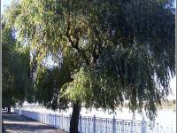 Набережная реки Кубань в Краснодаре