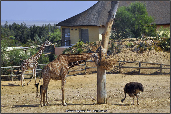 Животные в Зоопарке Фригия