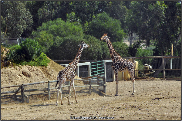 Жирафы в Зоопарке Фригия