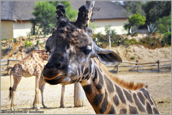 Жираф в Зоопарке Фригия