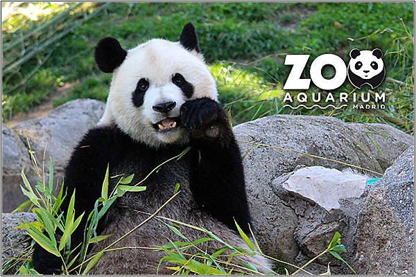 Мадридский зоопарк и аквариум (Мадрид)
