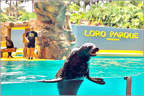 Отдых на Тенерифе: посмотреть шоу в зоопарке Лоро-парк