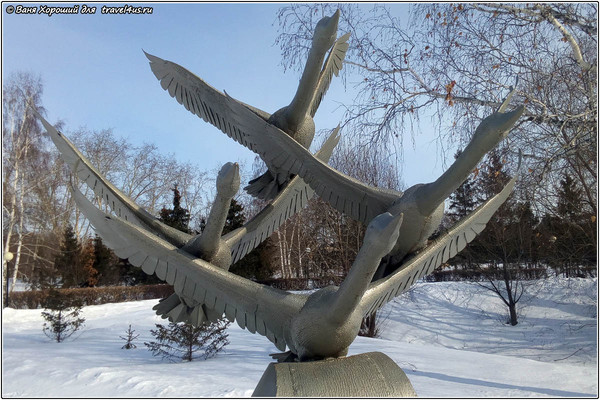 Лебеди в Омске Лебеди в Омске